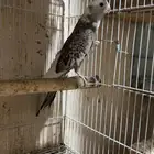 كروان هولندي فراشه