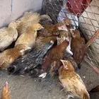 فروخ دجاج بلدي