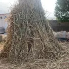 قصب للبيع تية دارس