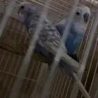 للبيع جوز استرالي طيور حب