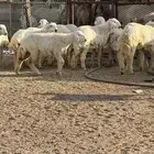 ذبايح حري للمناسبات