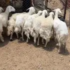رخال صنف الصنف مراح واحد وخوات بعض .