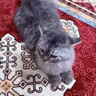قطوة للبيع شرازي
