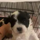 كلب للتبني الفصيله شيتزو