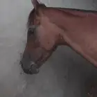 خيل عربي حصان