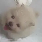 كلاب بومرينيان سوبر ميني