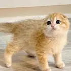 قطة سكوتش للبيع - لون قولد - يوجد دفع بالتقسيط