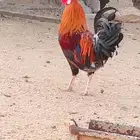 ديوك نضيف حقت برر