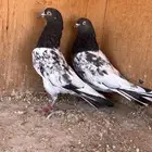 جوز رامبوري