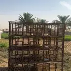 محاكر طيور للبيع