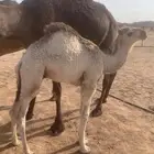 قعود ابو اربع شهور