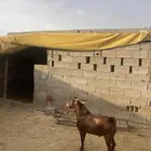 تيس فحل ثني