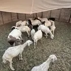 غنم رفيديات البيع