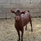 تيس فحل