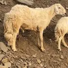 خروف فحل حري
