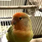 ببغاء روز للبيع