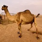 ناقه كفو ساحليه وطيبه وتعبي ام 80