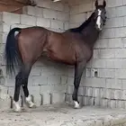 خيل انجليزي