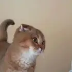 سكوتش قولد