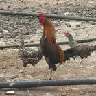 دجاج بلدي للبيع الموقع الاكحل
