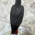 عروض لبيع فروخ الكاسكو