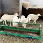 طليان حريه ثلاجه ومناسبات مع ذبح وتوصيل
