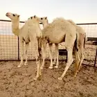 قعدان العدد 3 العمر 6 شهور بريه وطيبه