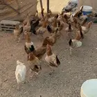 للبيع دجاج بلدي جروم كبار