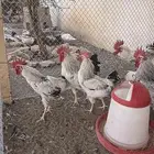 دجاج فرنسي كولمبي