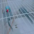 زوج دره هولندي ازرق مع فروخه