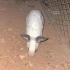 ارانب حامل وحده