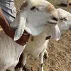 طلي سواكن درماني صنف الصنف