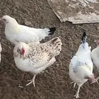دجاج وديكة