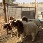 خرفان نعيم تم البيع