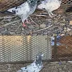 حمام البيع   الموقع ابوالعجاج