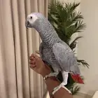 كاسكو ثلجي اليف ومتكلم