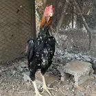 للبيع ديكة فارسي ثلاث