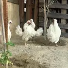 دجاج عربي كوبرا ( هزاز )