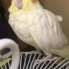 كروان ذكر وانثى