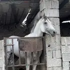 حصان شعبي
