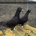 زوج شامي بنتاجه