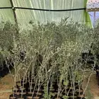 شتلات زيتون