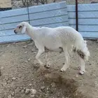 خروف فحل للبيع