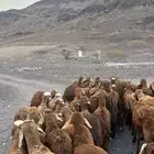 طليان سواكن حمري جادعان مرابى