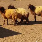 غنم نعيمي للبيع