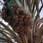 تمر برحي