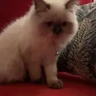 قط هيملايا للبيع مع اغراضه