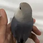 طير روز اليف جدا