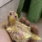 فرخ كروان لاتينو