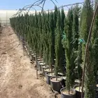 شتلات سرو ايطالي